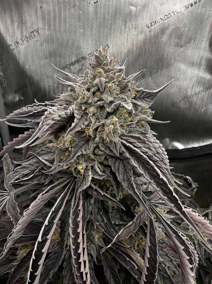 Electrified Schism Feminized Seeds – Steal These Seeds