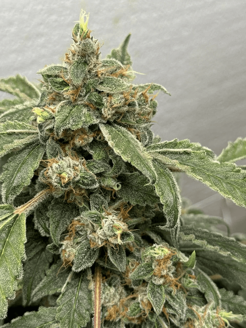 Abstract Essence Feminized Seeds – Steal These Seeds