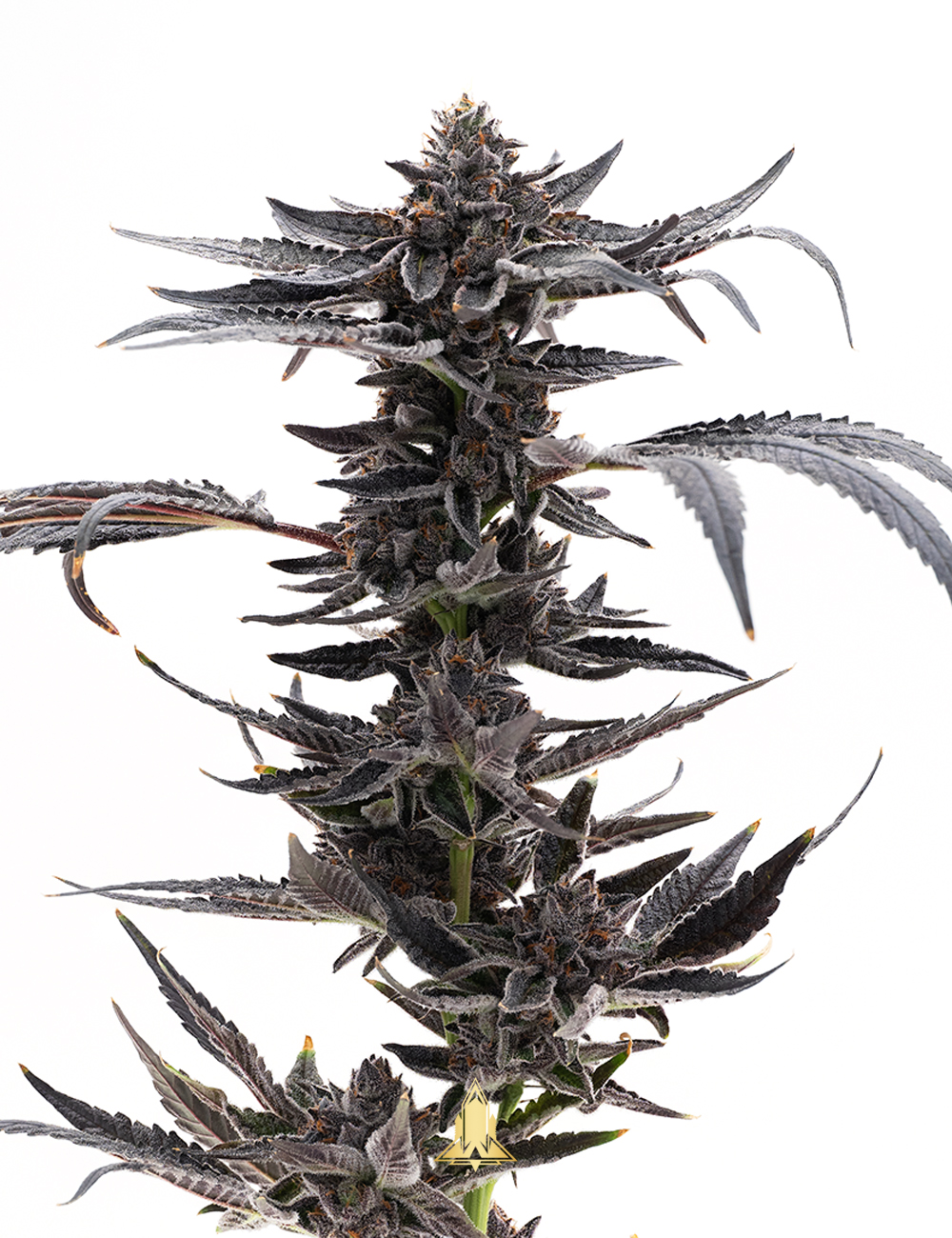 Lazuli Feminized Seeds – Spaceflight Genetics